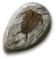 Trilobite Fossil